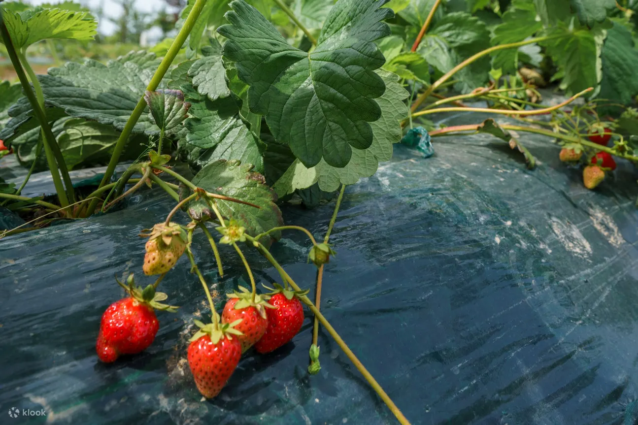 Fruit picking